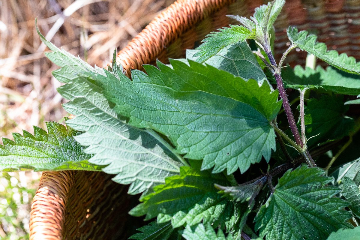 e-boches-nettle.jpg