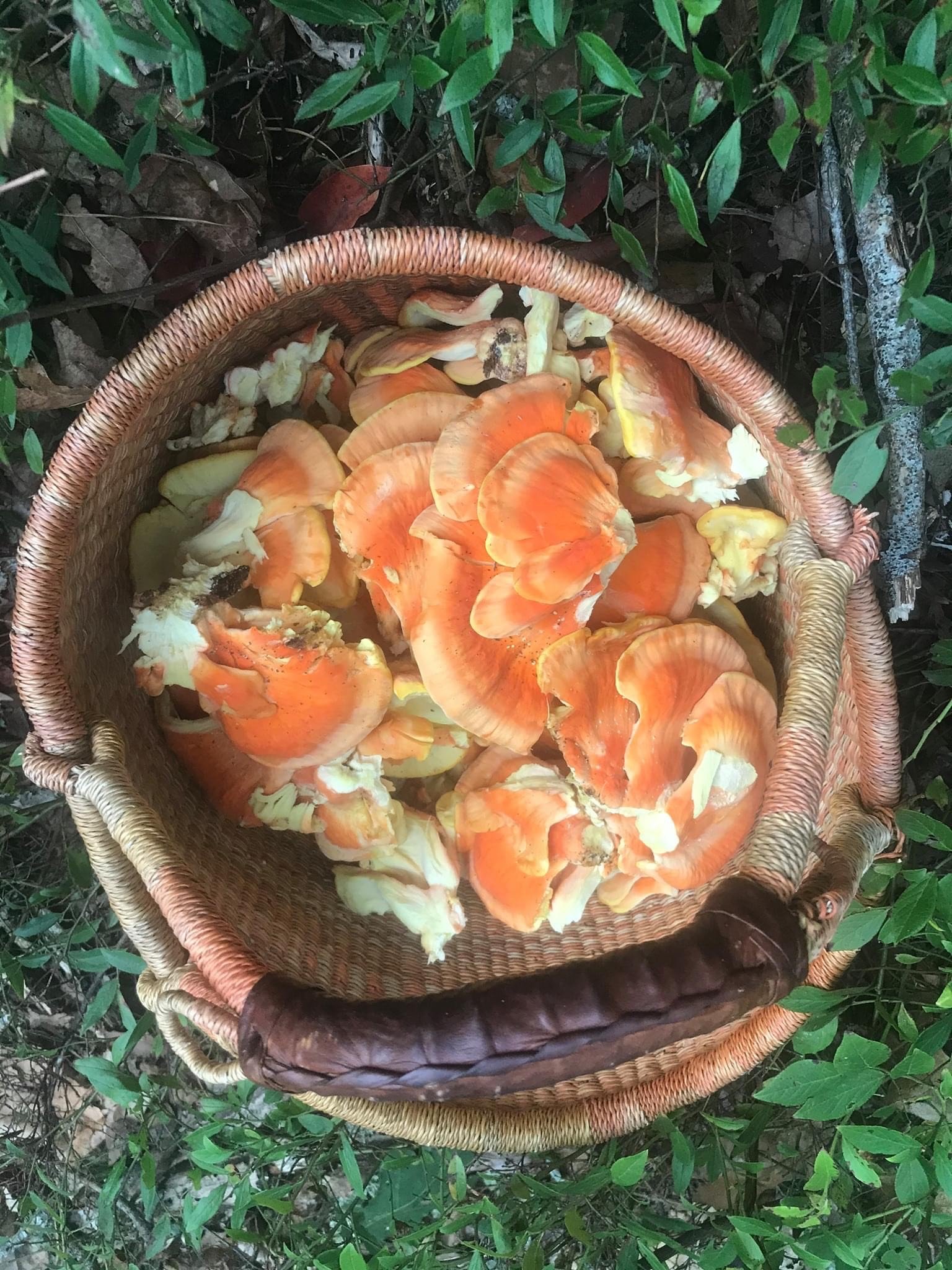 Mushroom Seasoning