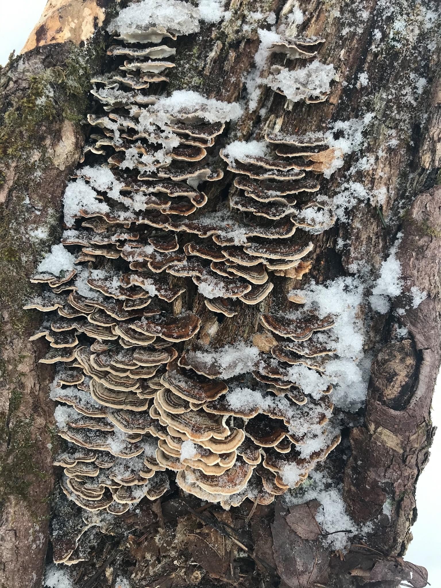 turkey-tail-mushrooms