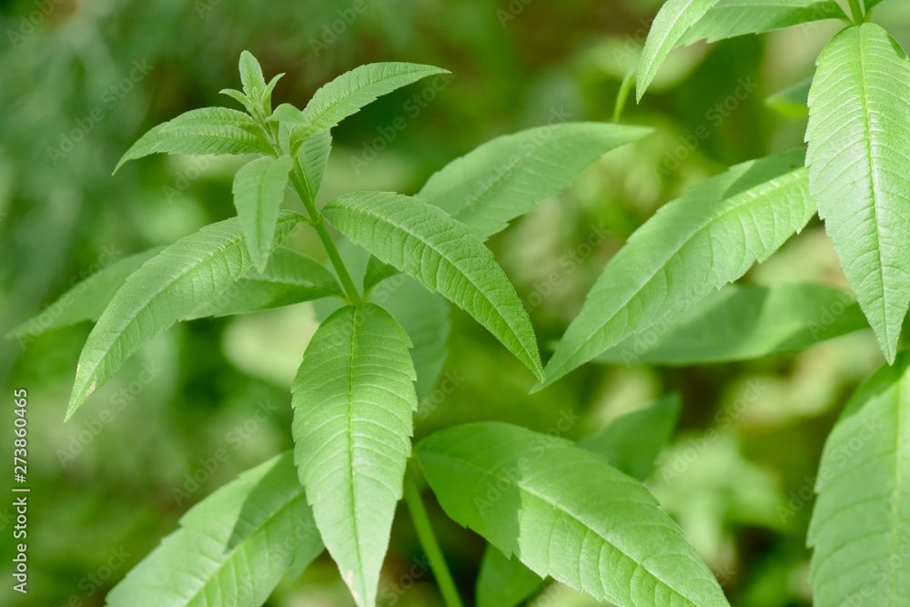 lemon-verbena-3.jpeg