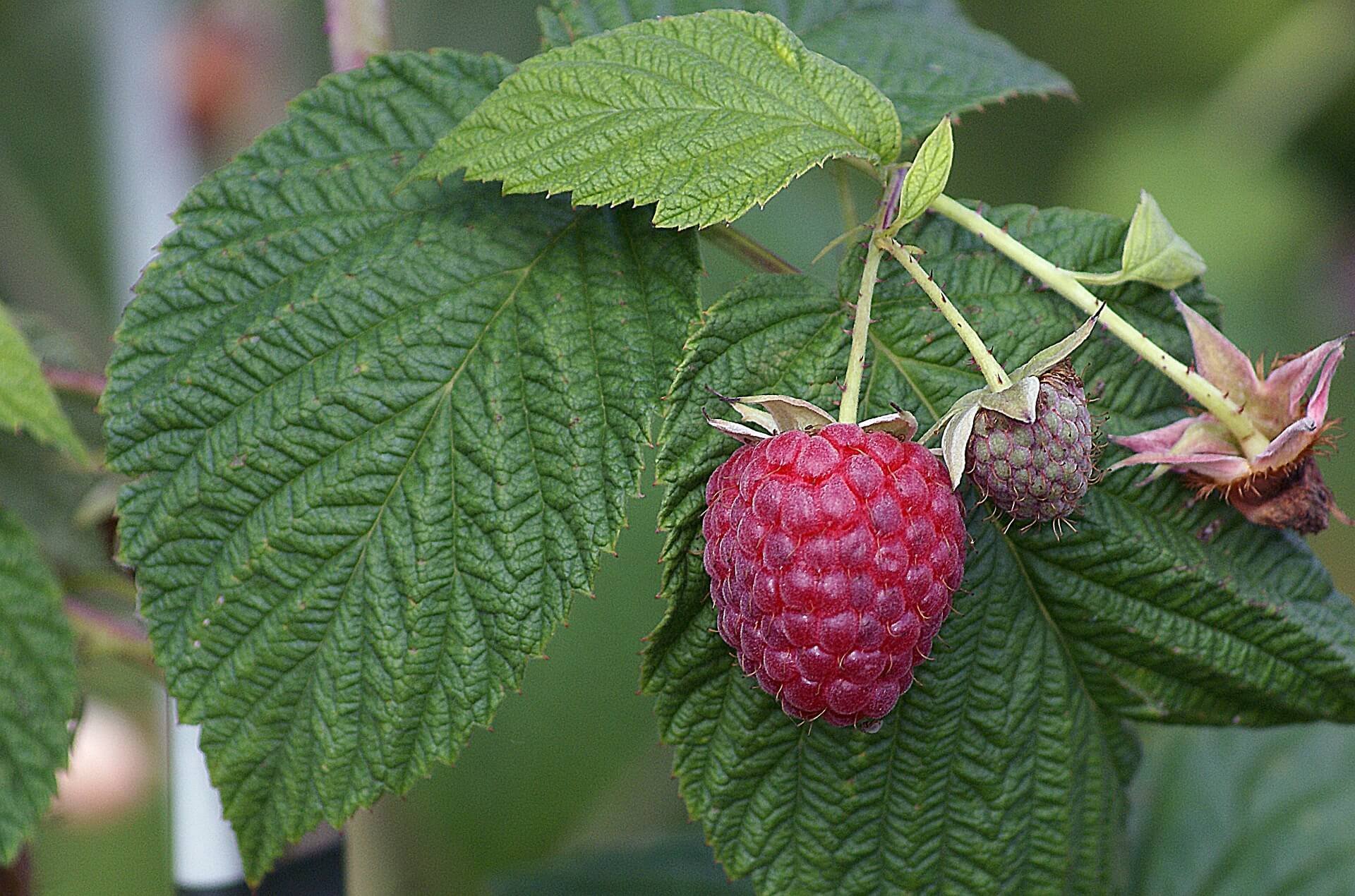 raspberry-leaf.jpg