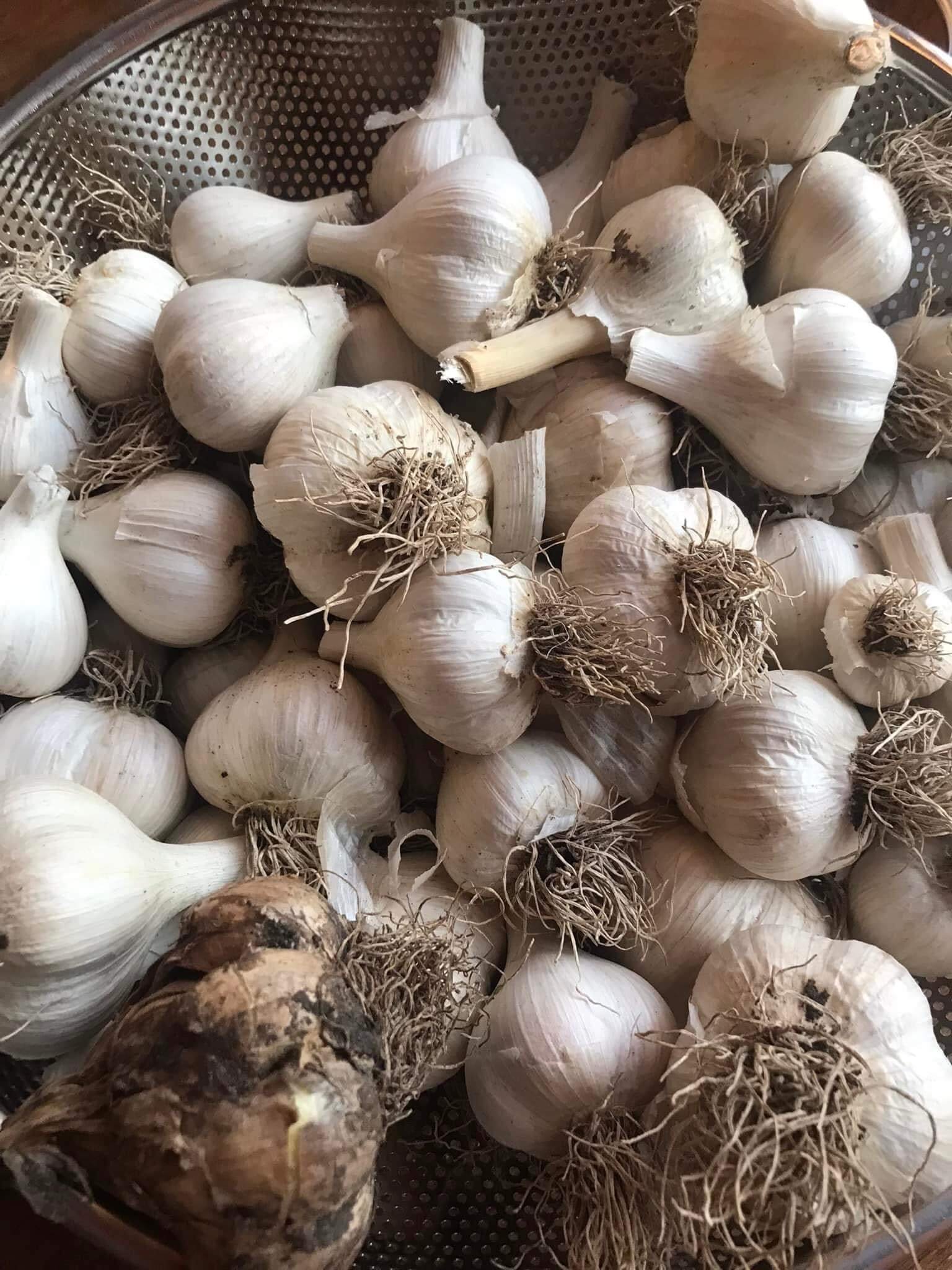 garlic.jpeg