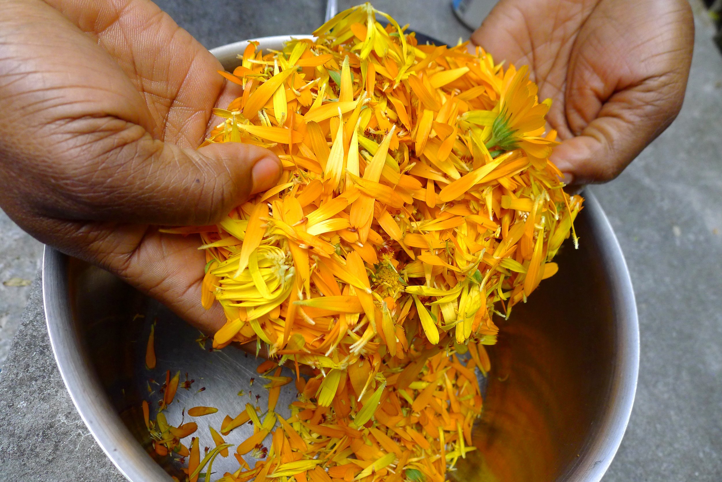 calendula-petals.jpeg