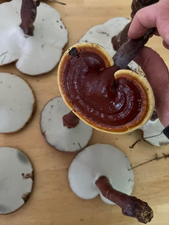 reishi-mushroom.jpeg
