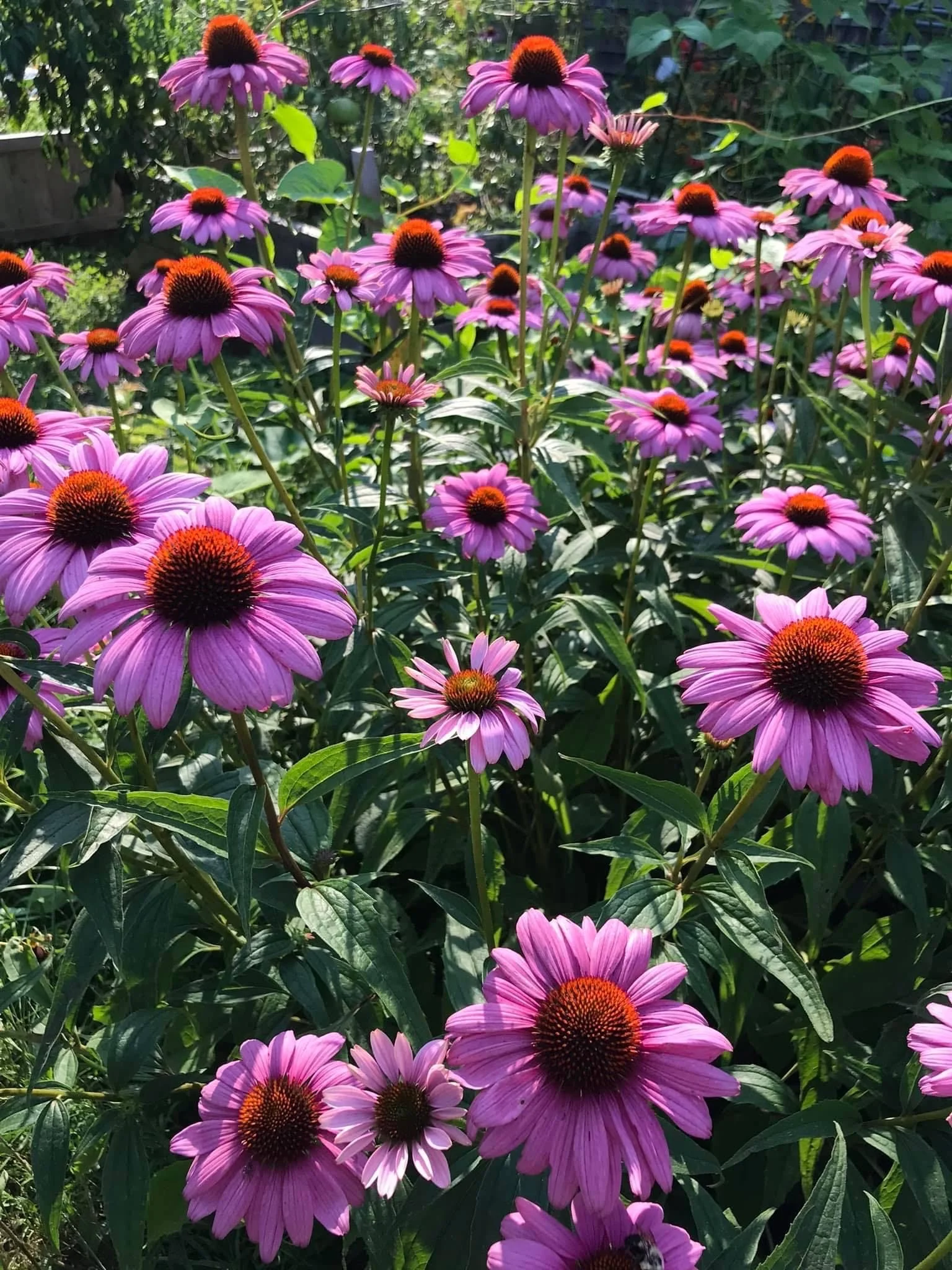echinacea flowers