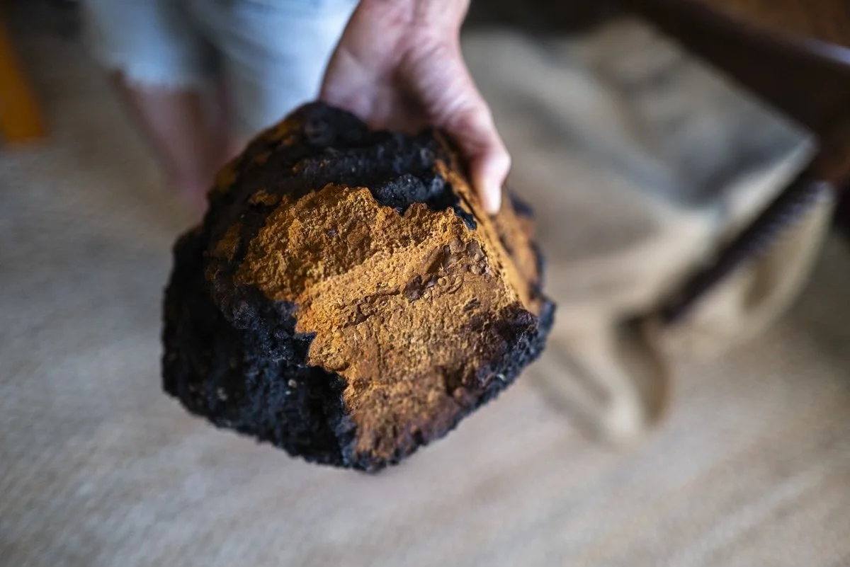 Chaga Mushroom