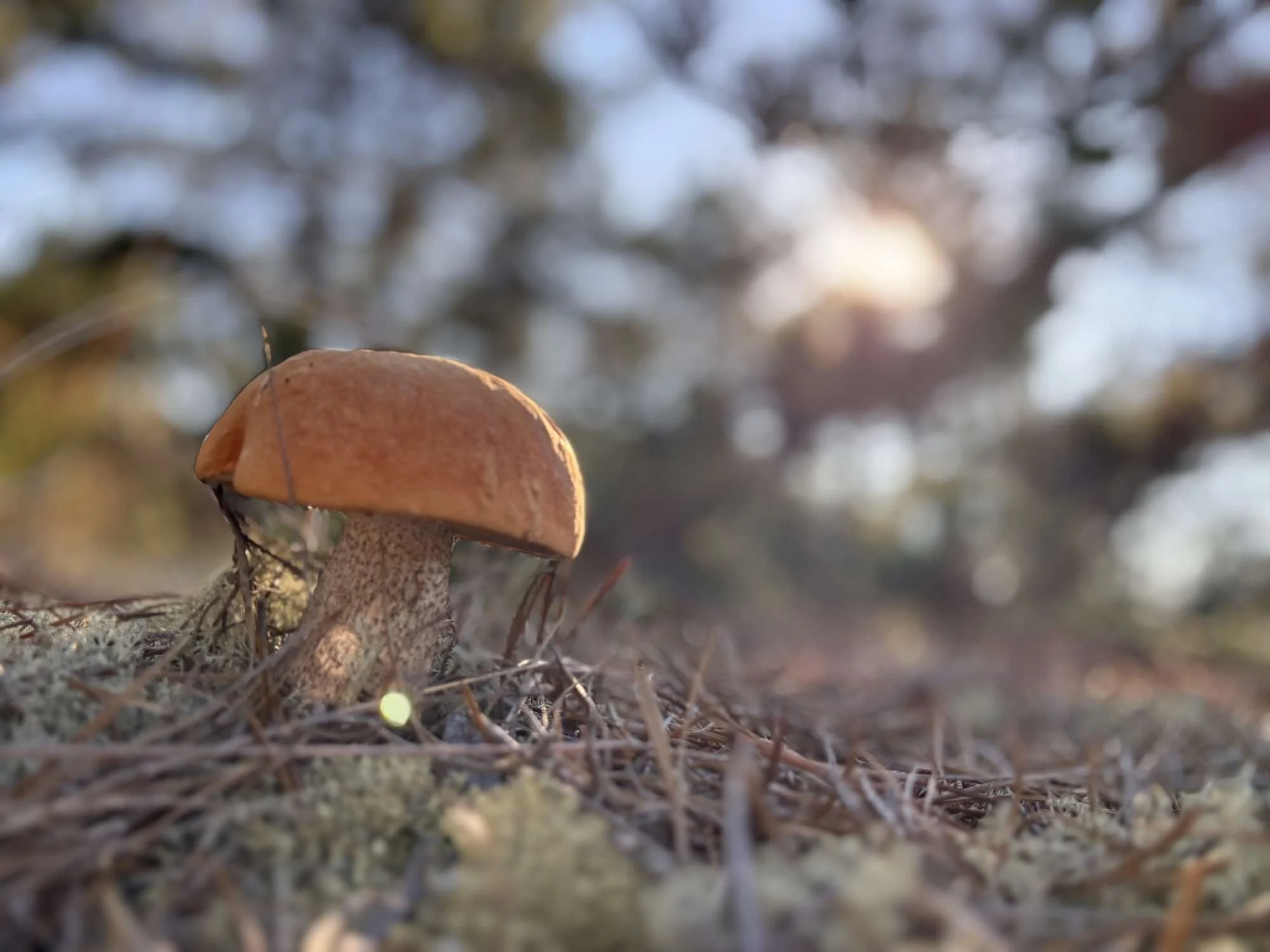 mushroom3.jpg