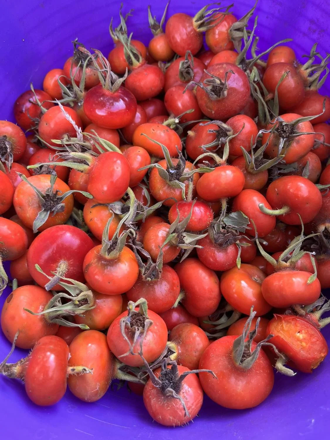 rose hips.jpg