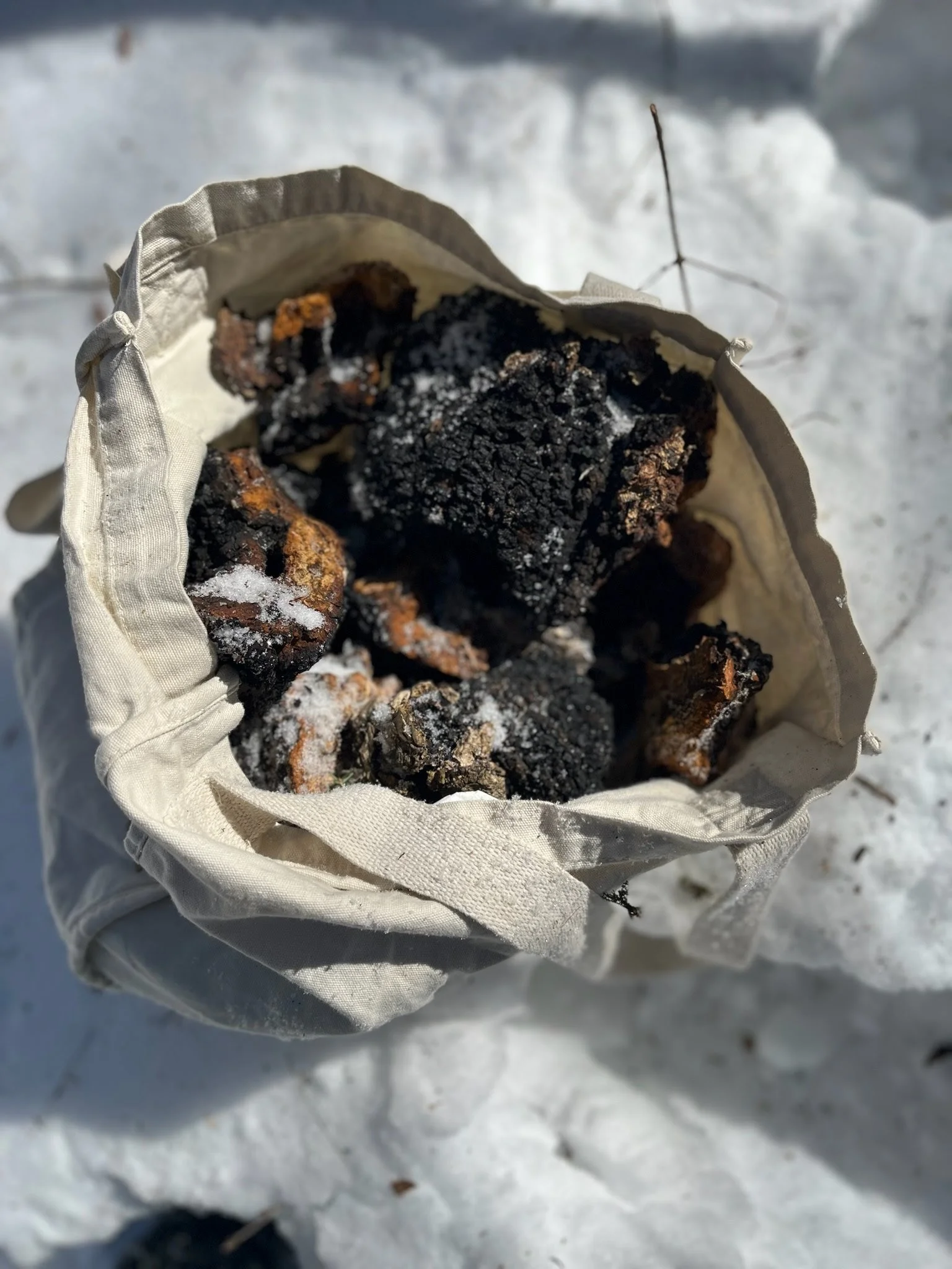 chaga2.jpeg