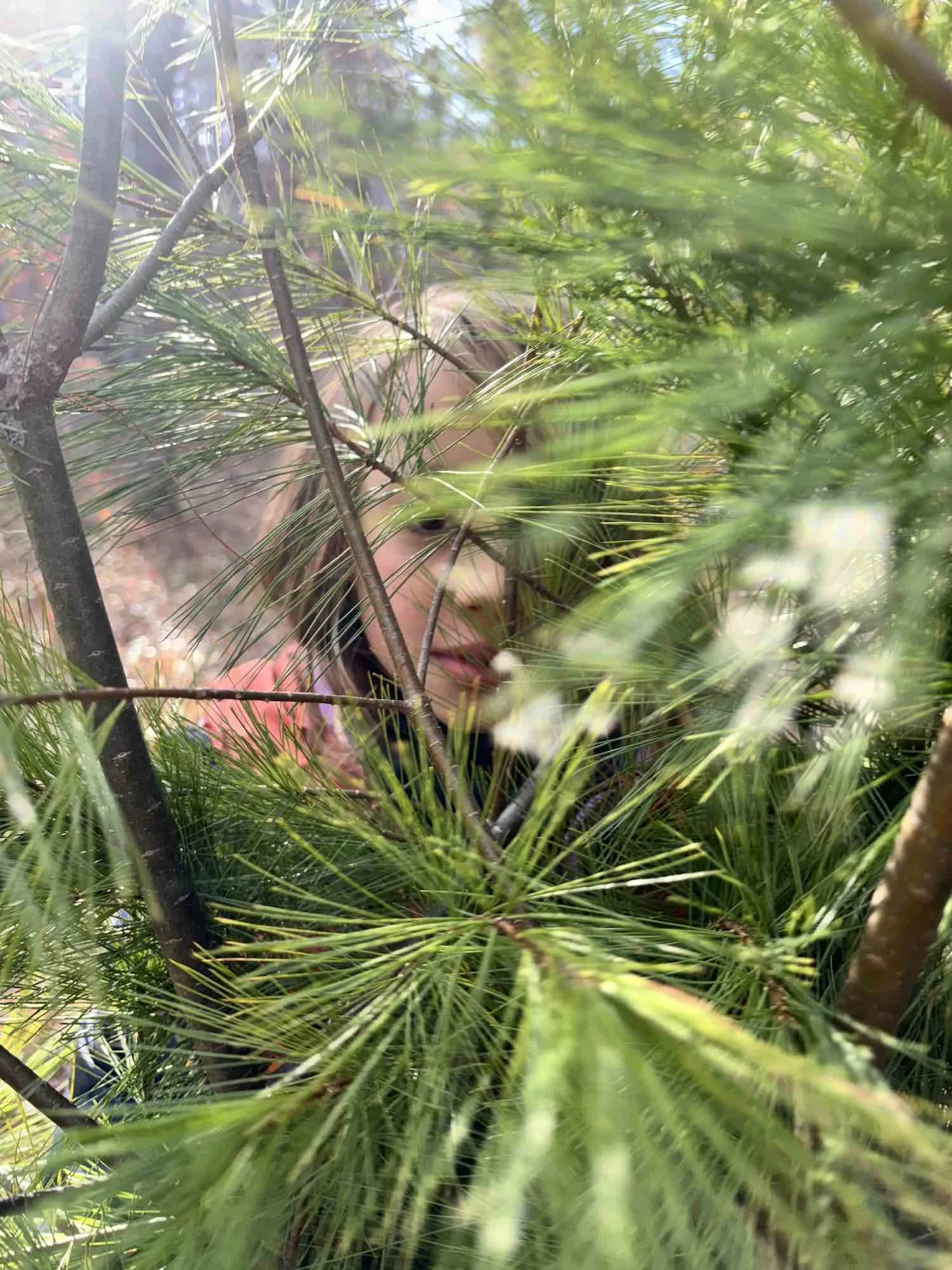 pine .jpg