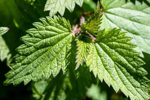 Mineral-Rich Herb Tea