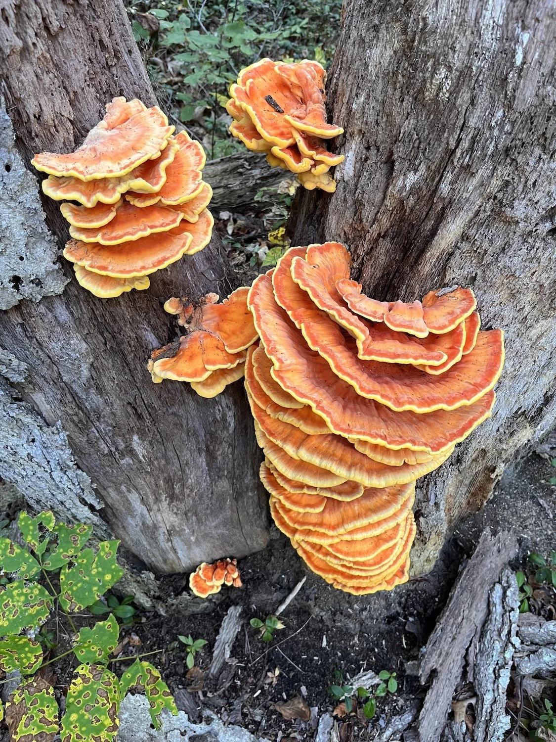 mushroom.jpg