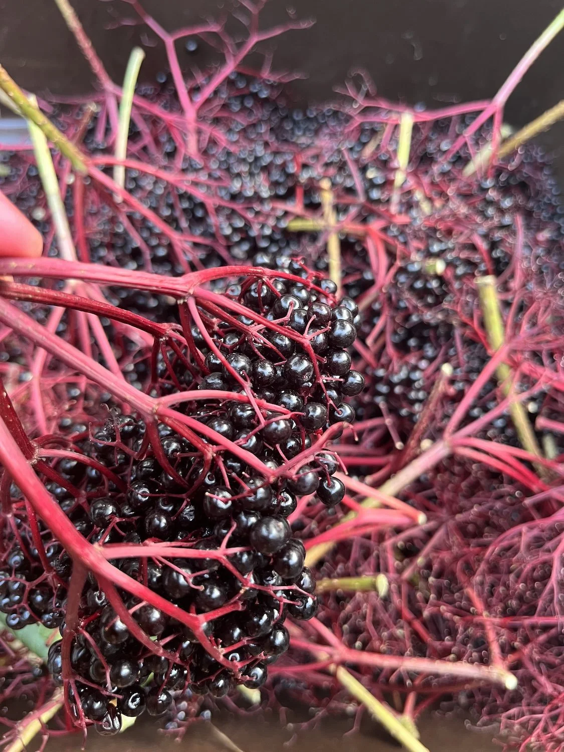 Elderberry & Shroom Syrup