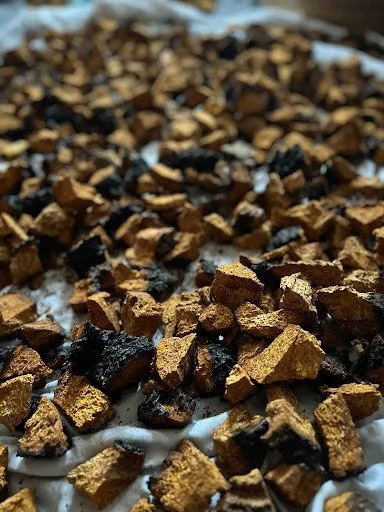 chaga3.jpeg