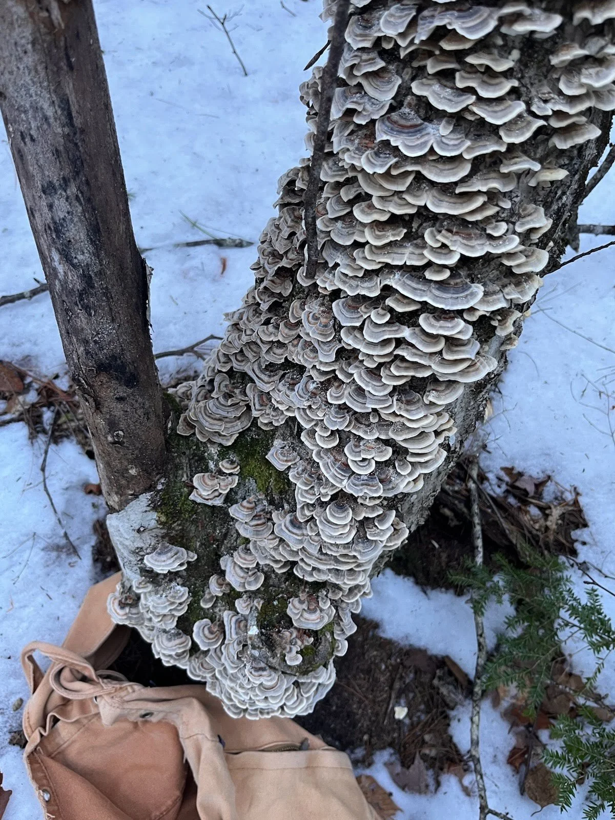 shroom.jpeg