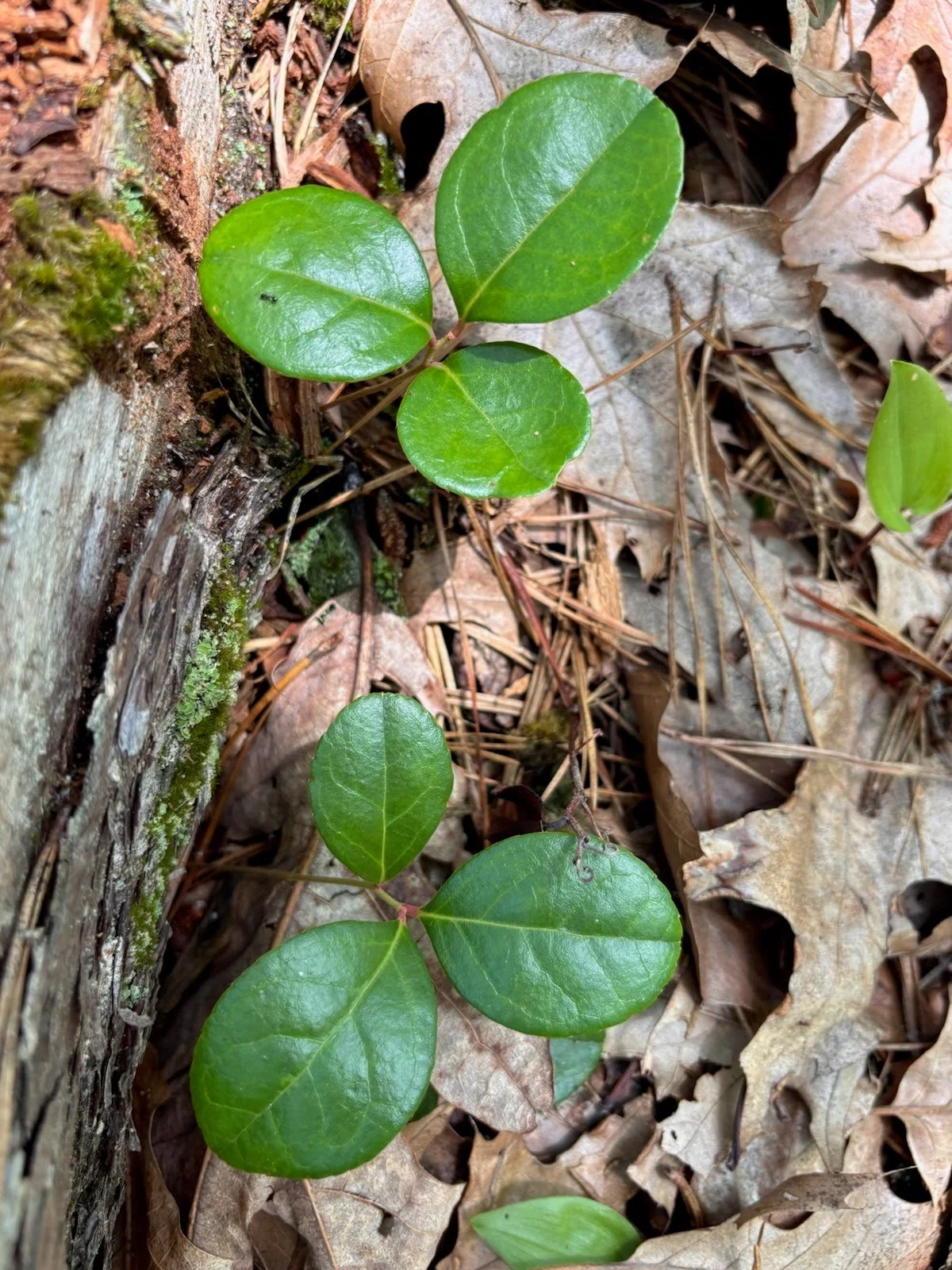 wintergreen.jpeg