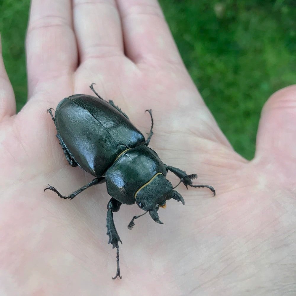 sarah-westcott-beetle.jpg