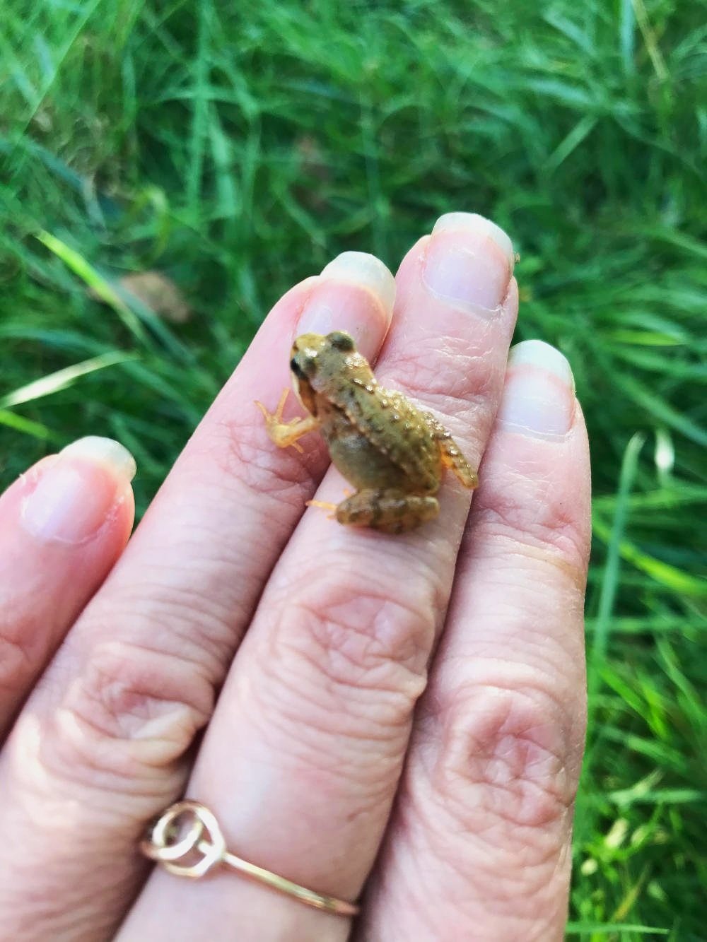sarah-westcott-baby-frog.jpg