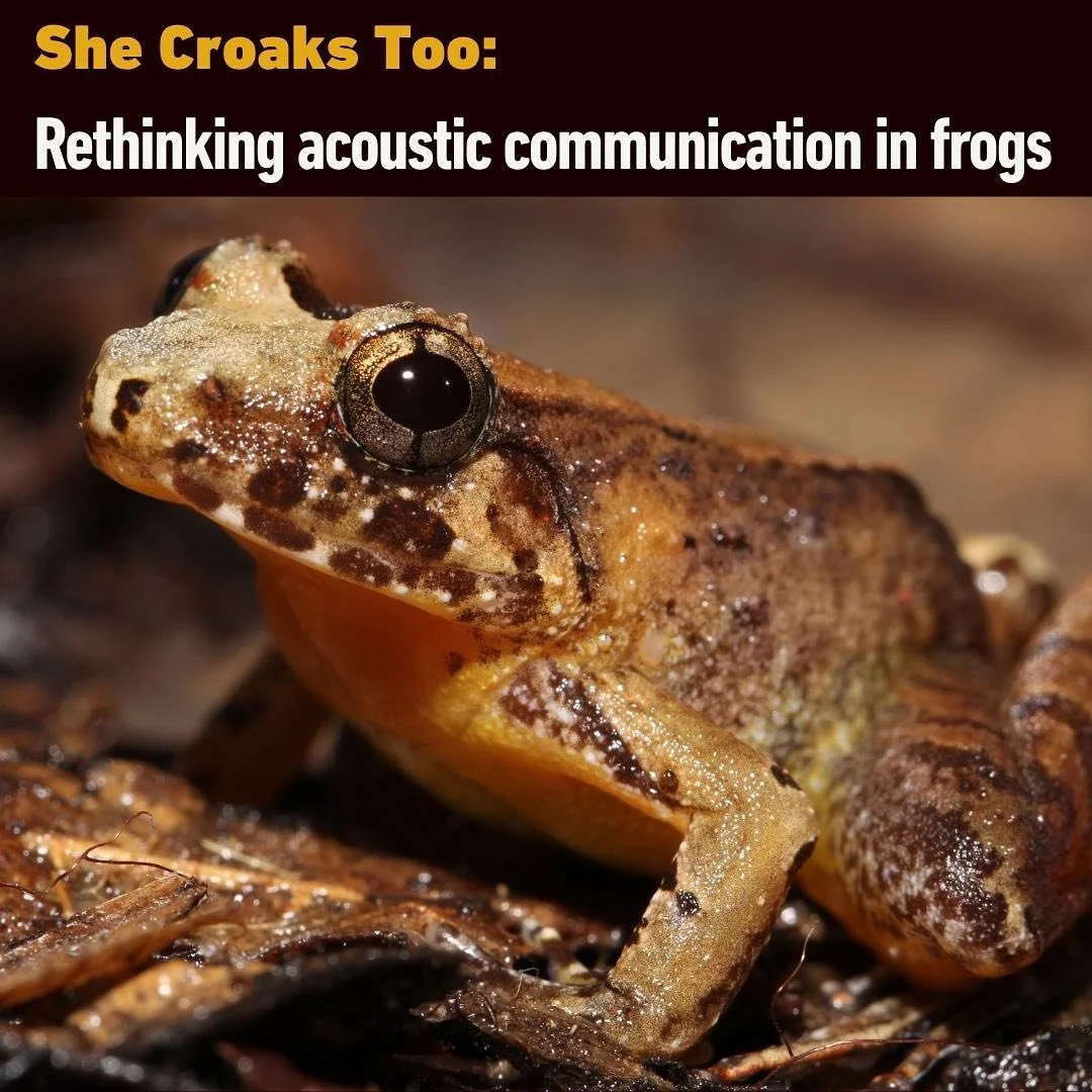 When we think of frog calls, we usually imagine males calling to attract mates or defend territories. But here&rsquo;s the twist&mdash;female frogs call too, and their voices have been largely overlooked.

Together with my amazing colleagues @emskika