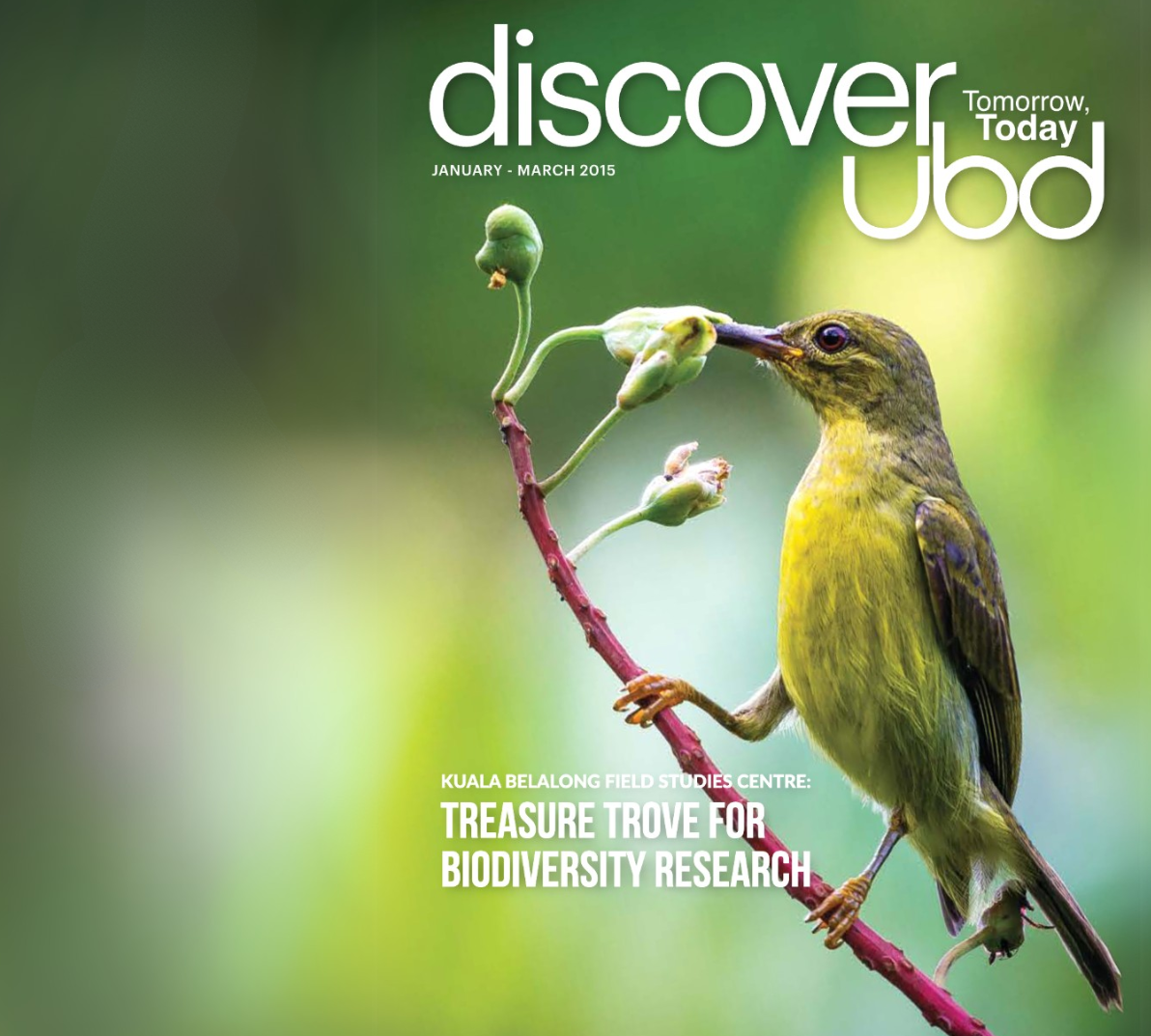 Discovering guardian frogs in Brunei