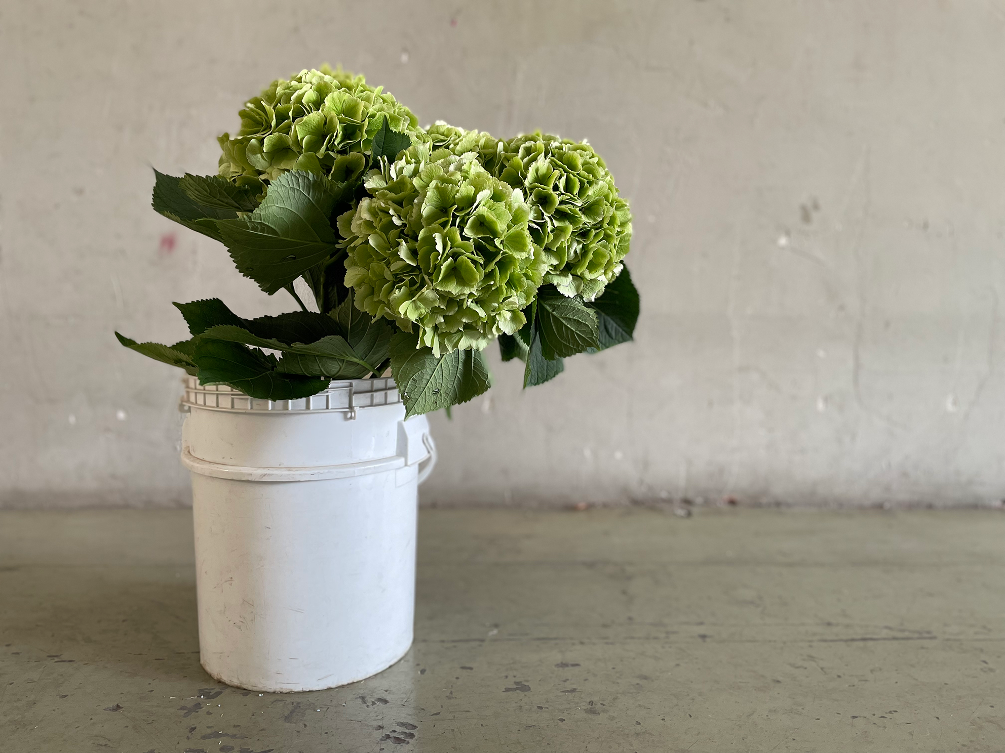 Hydrangea Cannon Ball Cassic Green