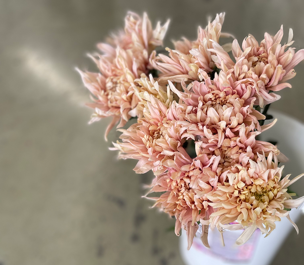 Chrysant 1HD Avignon