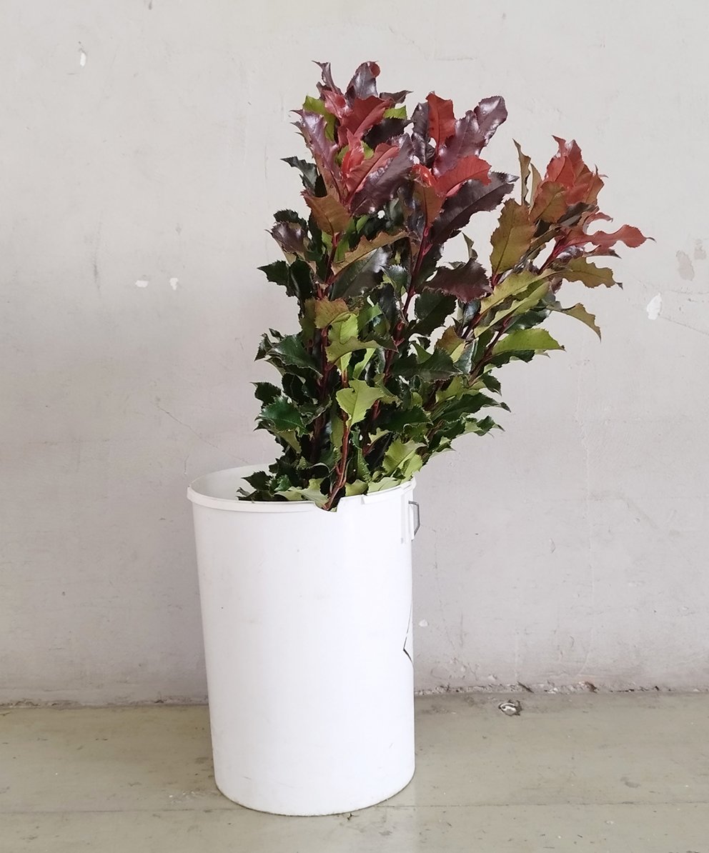 Photinia