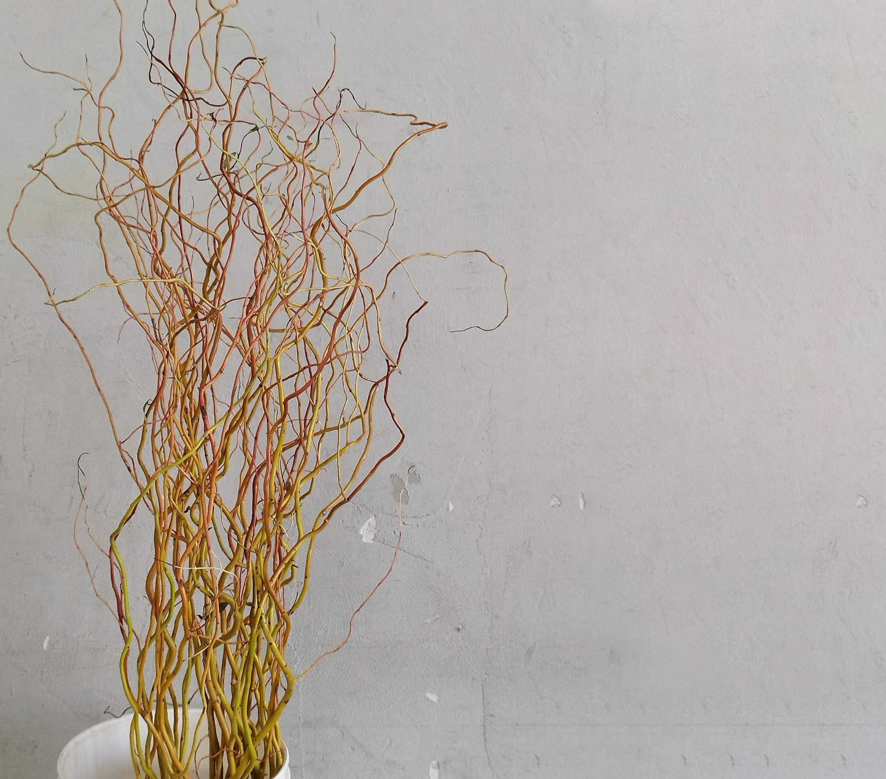 Salix golden Curls