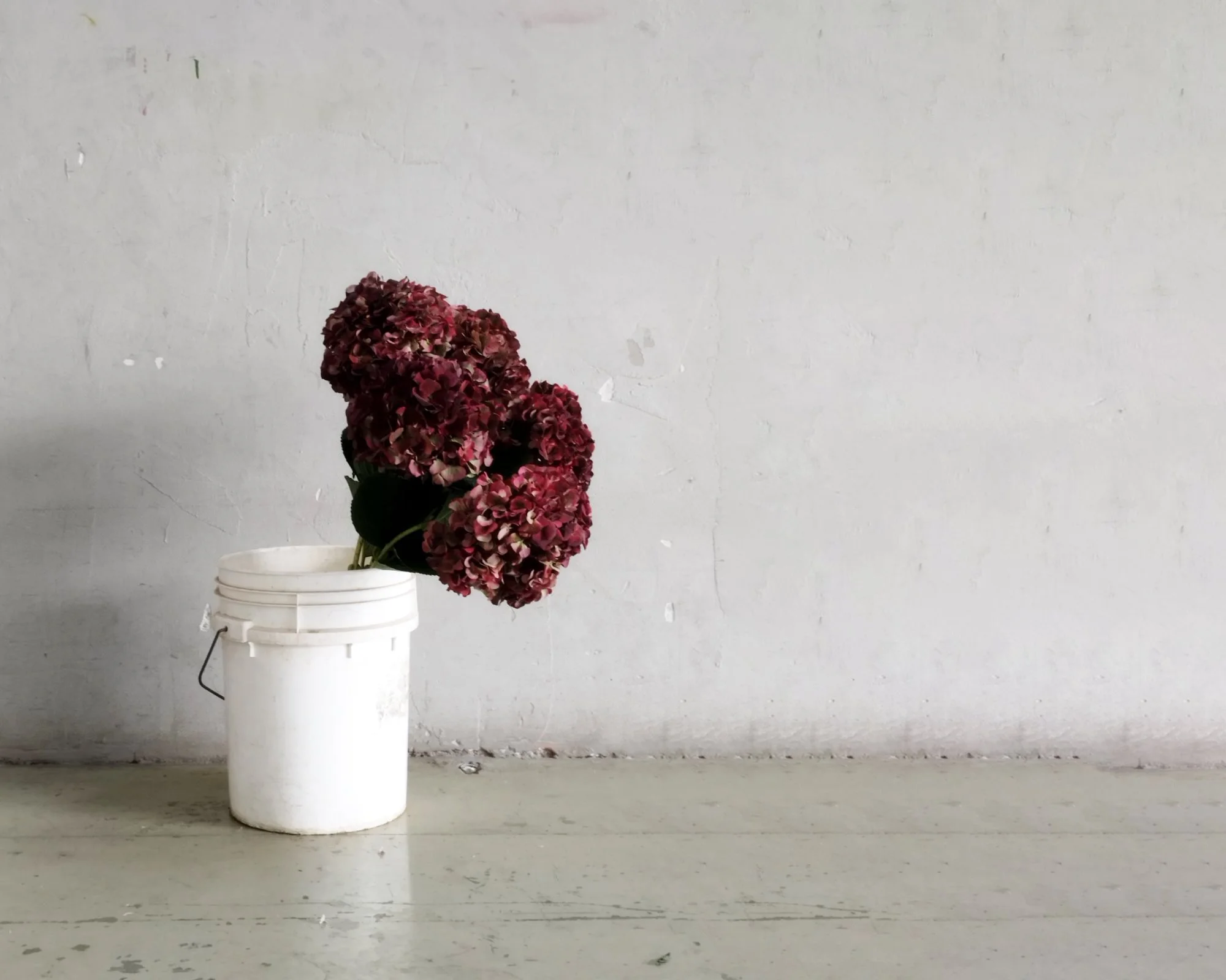 Hydrangea Magical Pink Ruby Cl