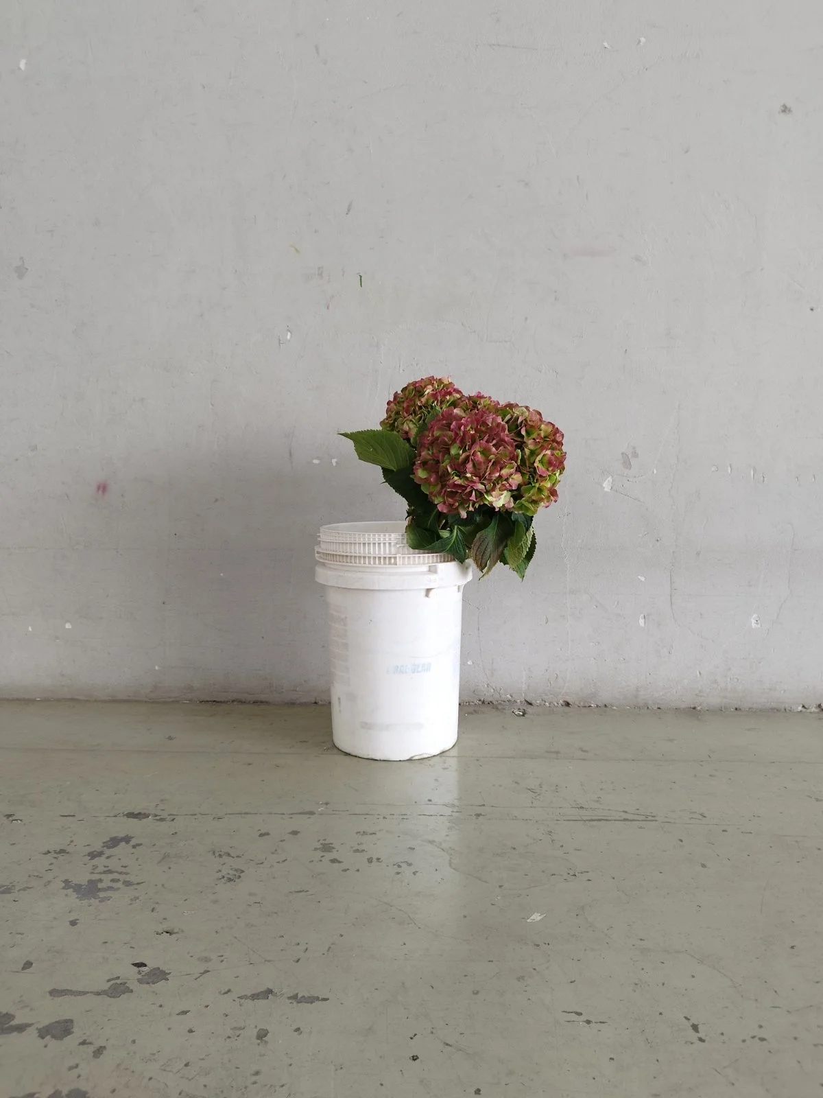 Hydrangea Elbtal Cl Red/Green