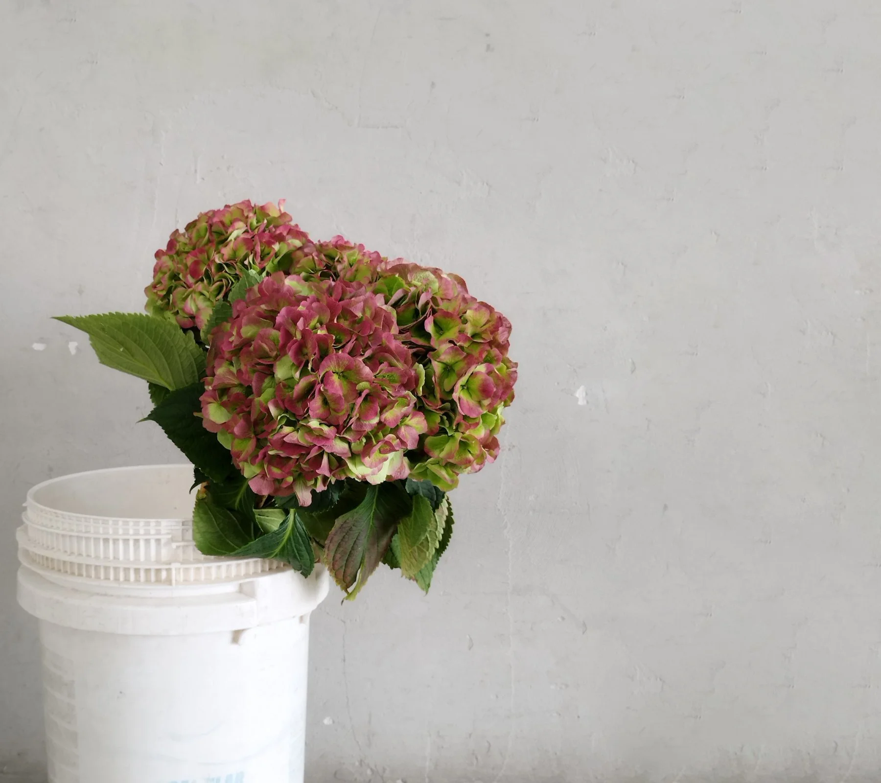 Hydrangea Elbtal Cl Red/Green