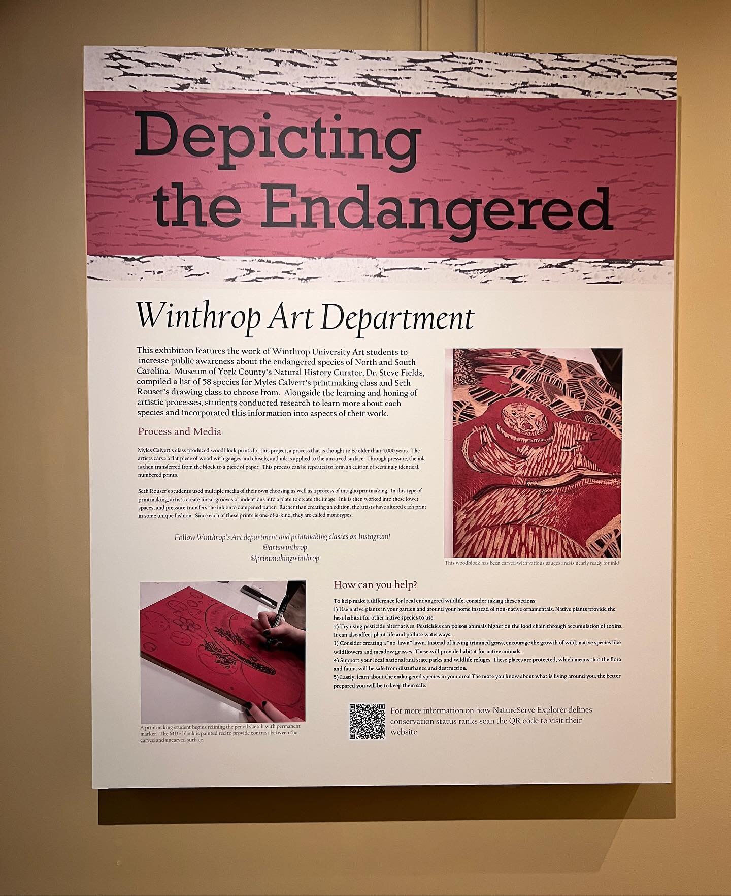 Thank you @museumofyorkcounty for giving all the drawing and printmaking student @winthropu an opportunity to showcase and bring awareness to endangered animals 🤍
#yorkcountysc 
#winthropuniversity 
#endangeredanimals