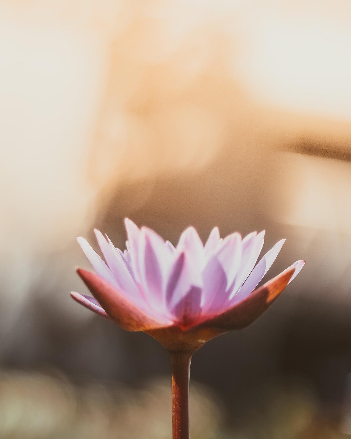 &ldquo;The lotus flower blooms most beautifully from the deepest and thickest mud.&rdquo; &ndash; Buddhist Proverb 
.
.
.
.
#lotusflower #lotus #lotusflowers #holistichealing #healing #spirituality #spiritual #healing