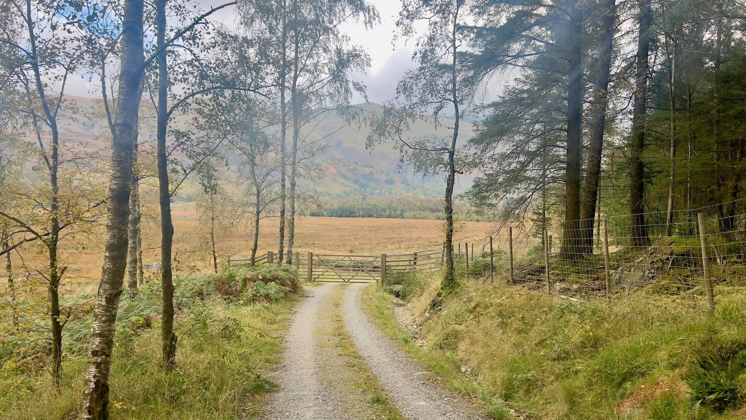 Thirlmere forest