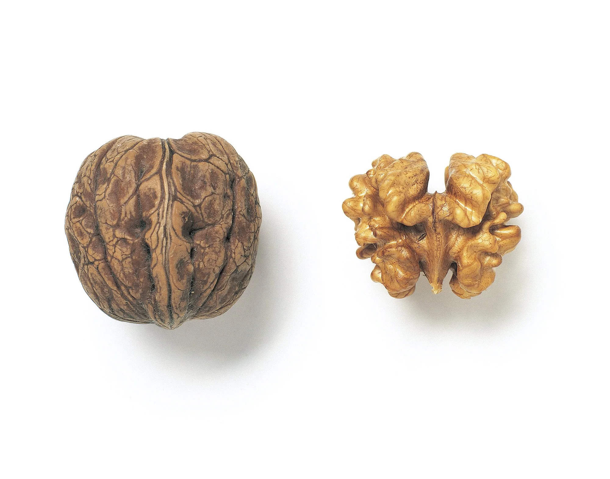 walnut copy 2.jpg