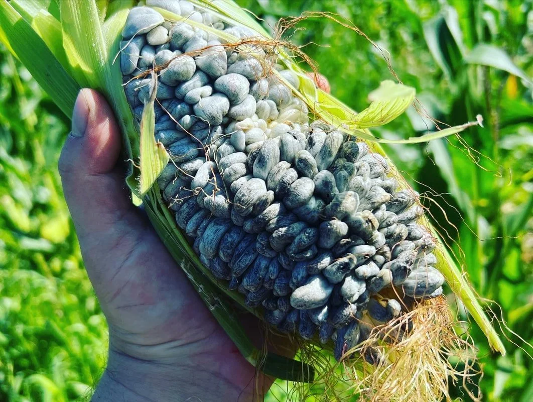 Huitlacoche Dinner