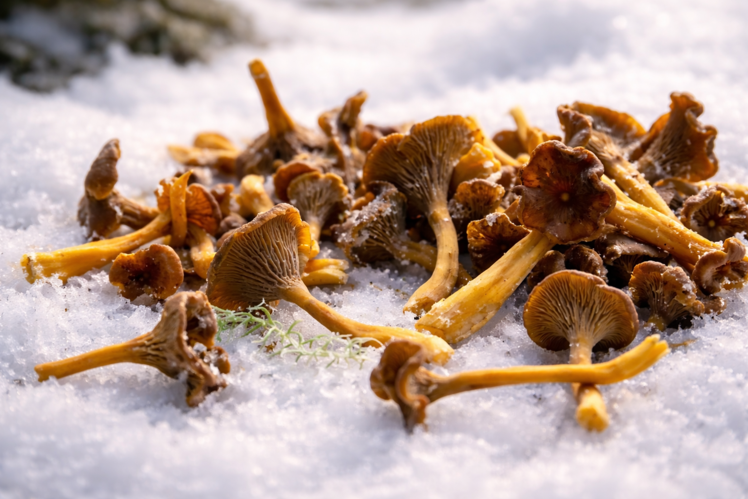 Winter Chanterelles Dinner