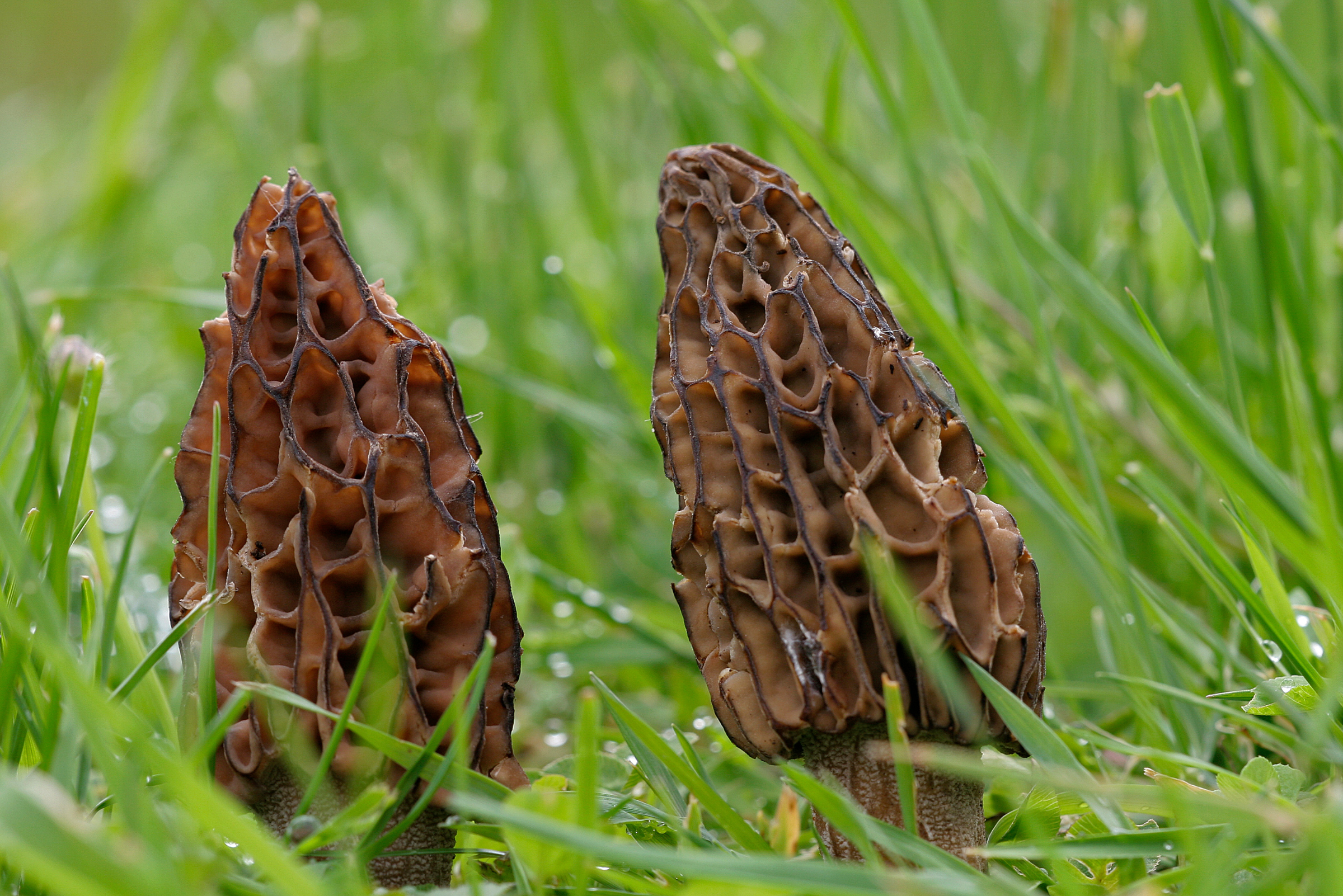 Black Morels Dinner