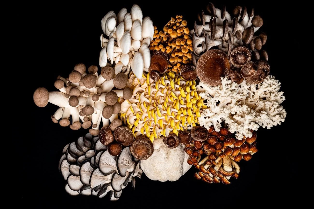 A variety of different mushrooms arranged on a black background.