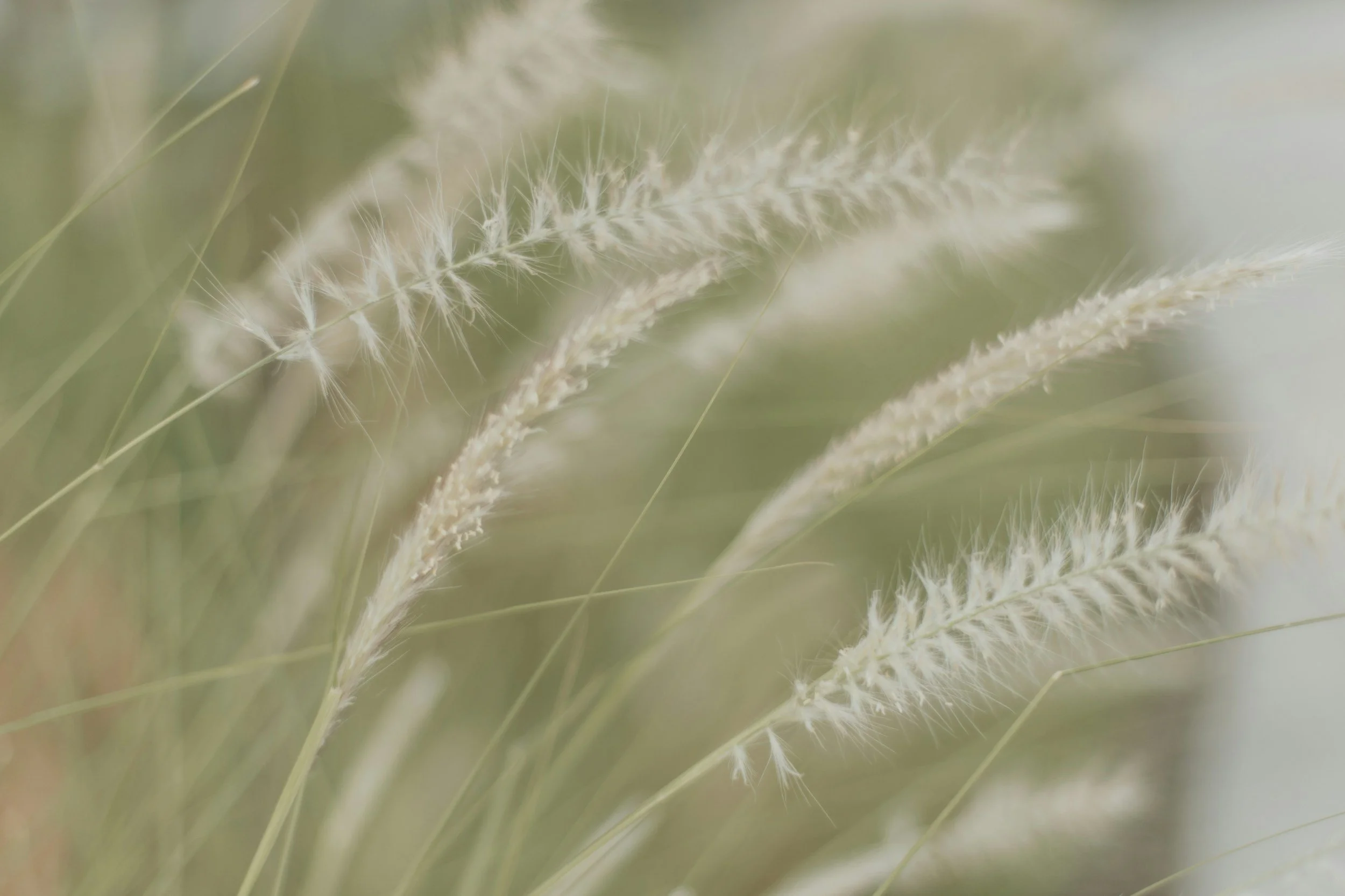 Close-up of soft, wispy grass or plant stalks with a blurred green and beige background.