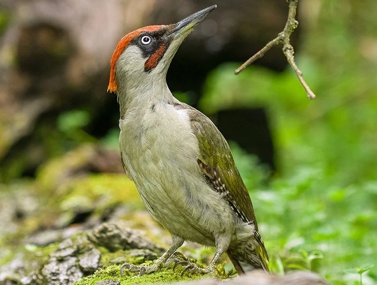 Seen any Quists or Yekkels recently?