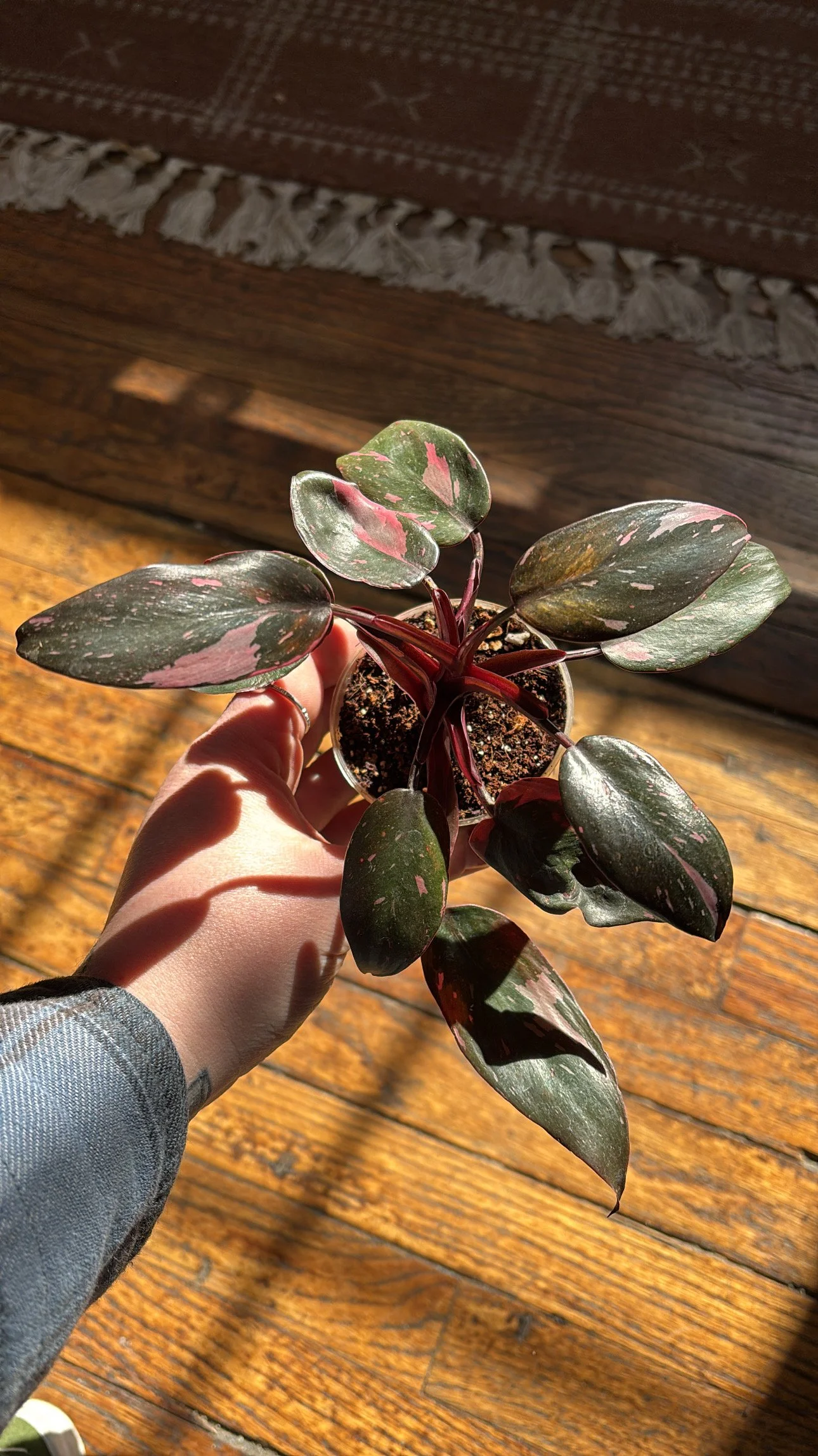 FE8B34A9-17E8-47C2-A4FF-D1541758ACB4 2.JPG