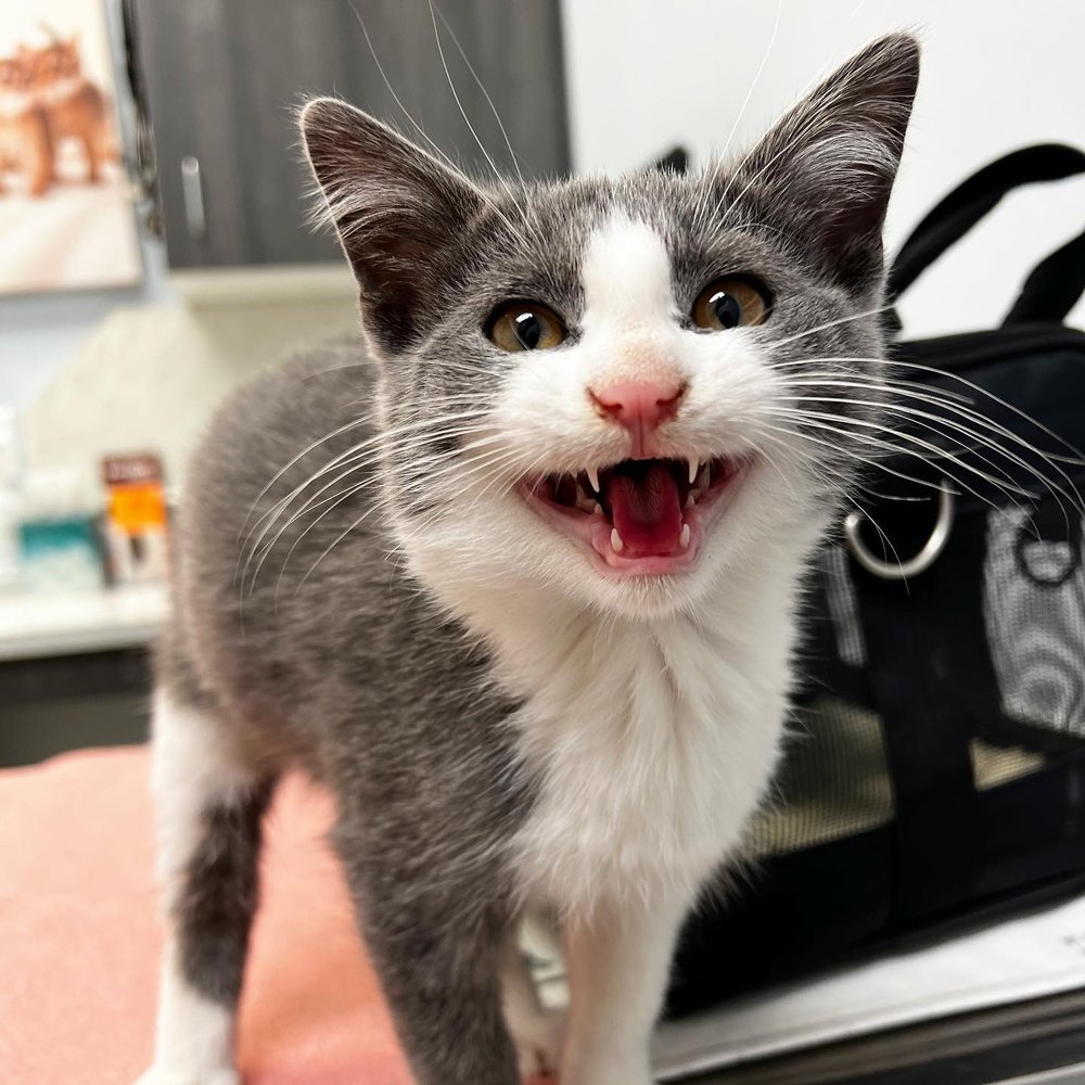 Mew Haven Cat Cafe - Oh no, Gerald's lip got caught in his tooth! Does this  happen to your cat? Pictured: Gerald (adoptable), 6-7yo, male, FIV+