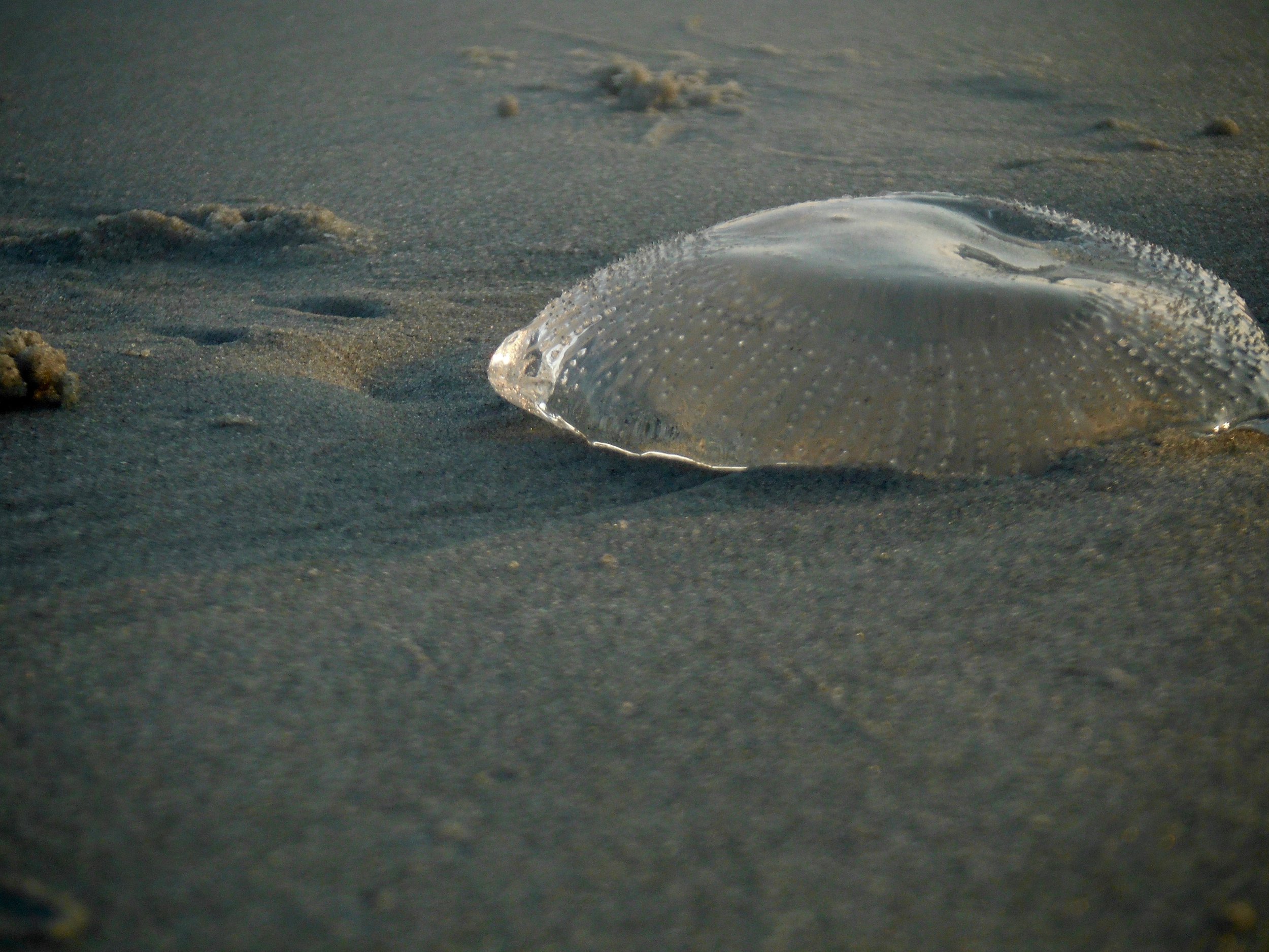 DSCF2395.jpg