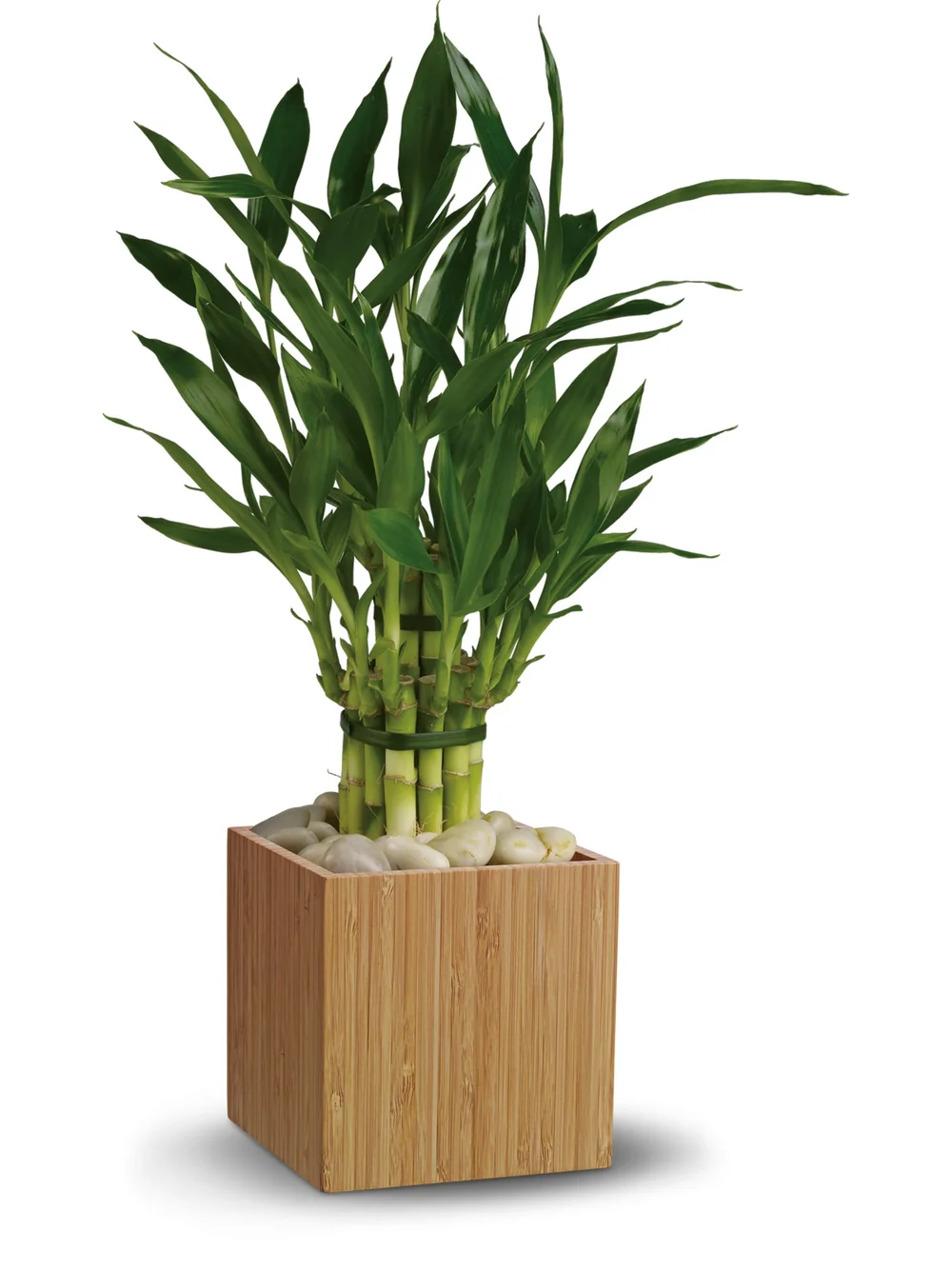 Good Luck Bamboo  Boston City Florist