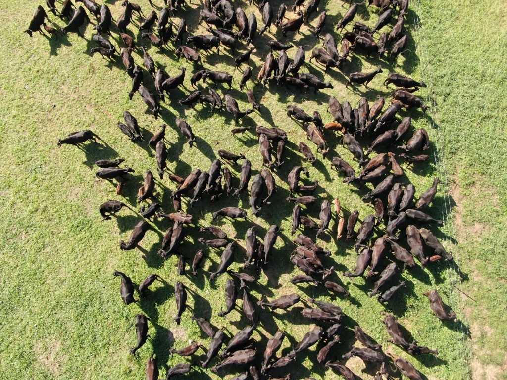 DJI_0662-1024x768.jpg