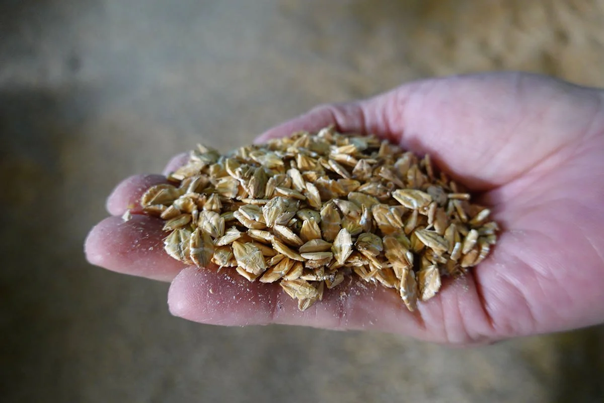 barley.jpg