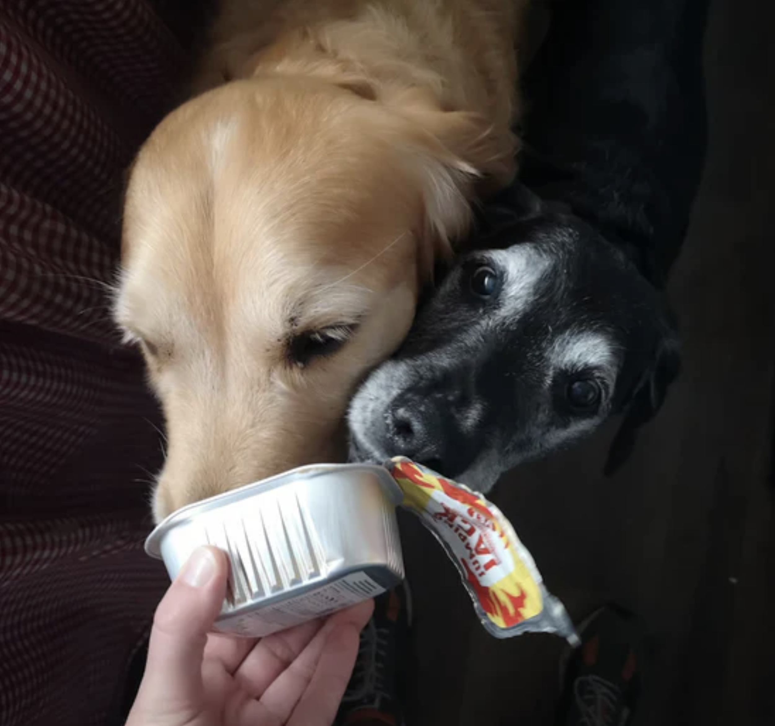 Two dogs eating Jumping Jack - vegan dog food - just be kind - packaging design - yoke creative agency.png