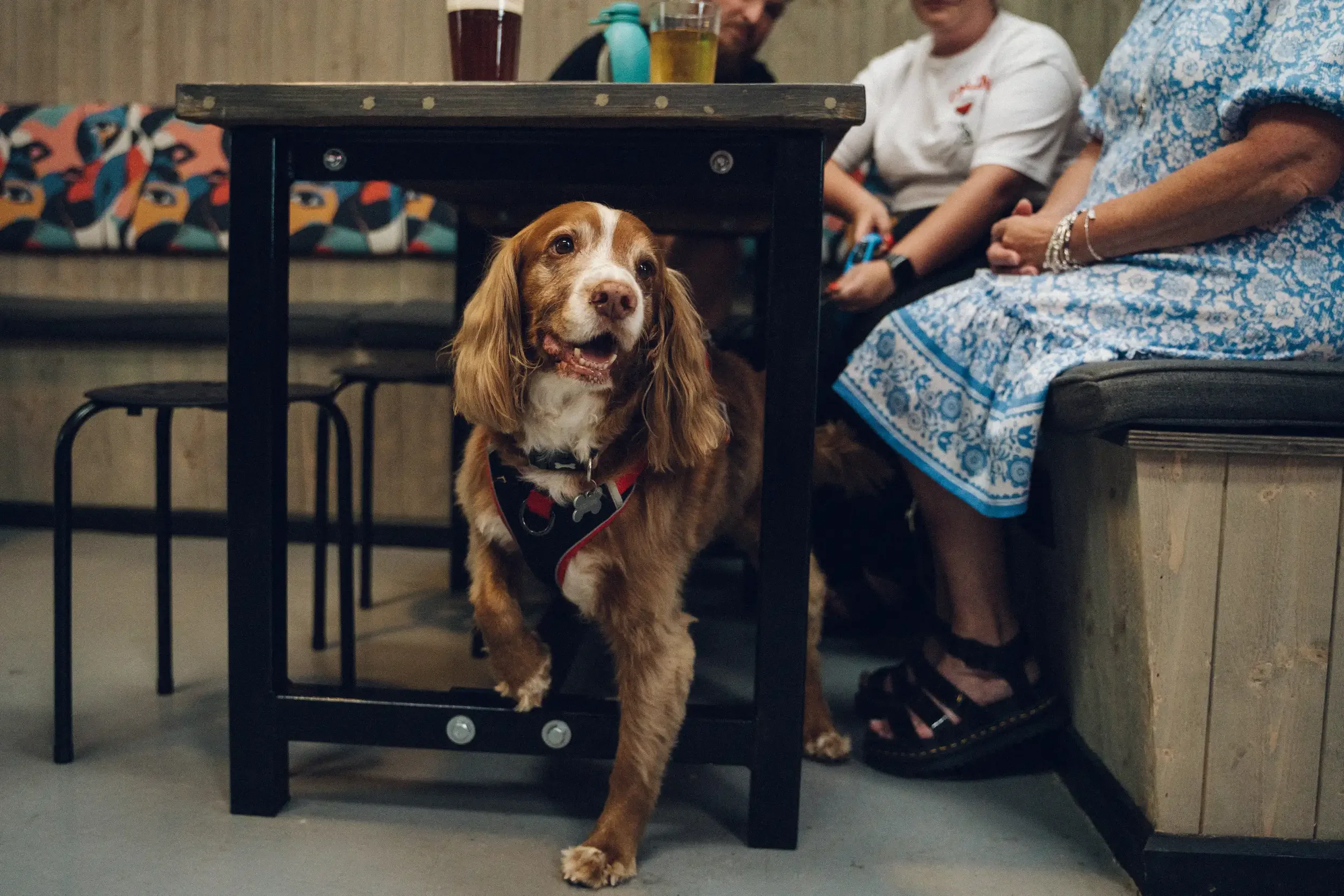 North Wales Food Hall & Cultural Events – Y Maes - dog friendly venue 2.webp