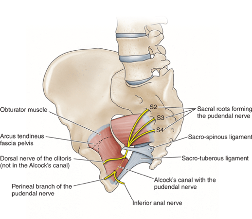 Pudendal Neuralgia: Understanding the Causes, Symptoms, and Treatments